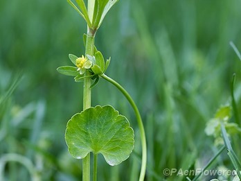 Flower & basal leaf